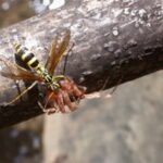 Killer Bees, Wasps and Spiders