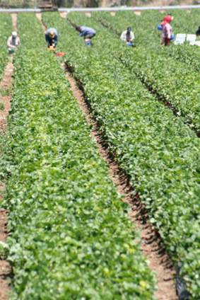 EMPLOYEE SAFETY ORIENTATION For Farm or Agricultural Workers