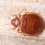 Bed Bug Training Video