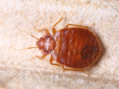 Bed Bug Training Video