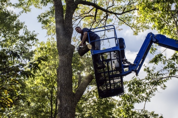 Worker Using an Aerial Lift for Tree Trimming